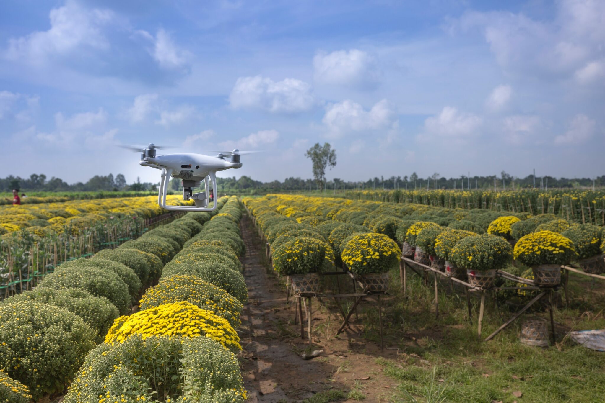 Campo de cultivo com um drone voando sobre ele