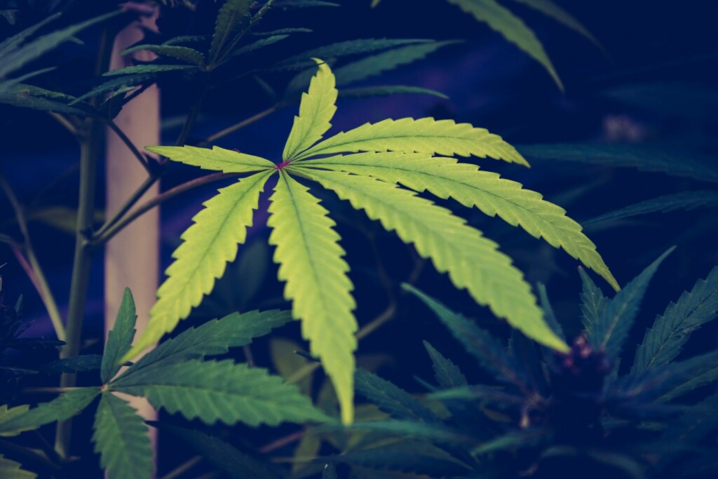 Cannabis leaf