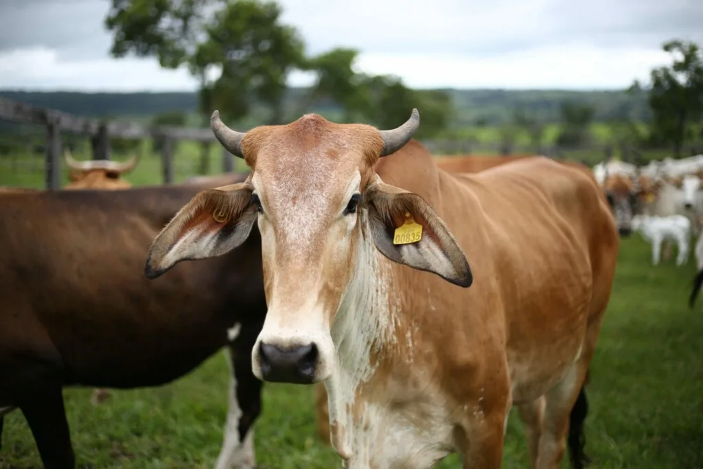 Um gado marrom com a parte inferior mais clara e uma marca de orelha amarela está em um campo gramado, simbolizando o robusto comércio de gado no Brasil. Outras cabeças de gado e árvores são visíveis ao fundo, sob um céu nublado. 