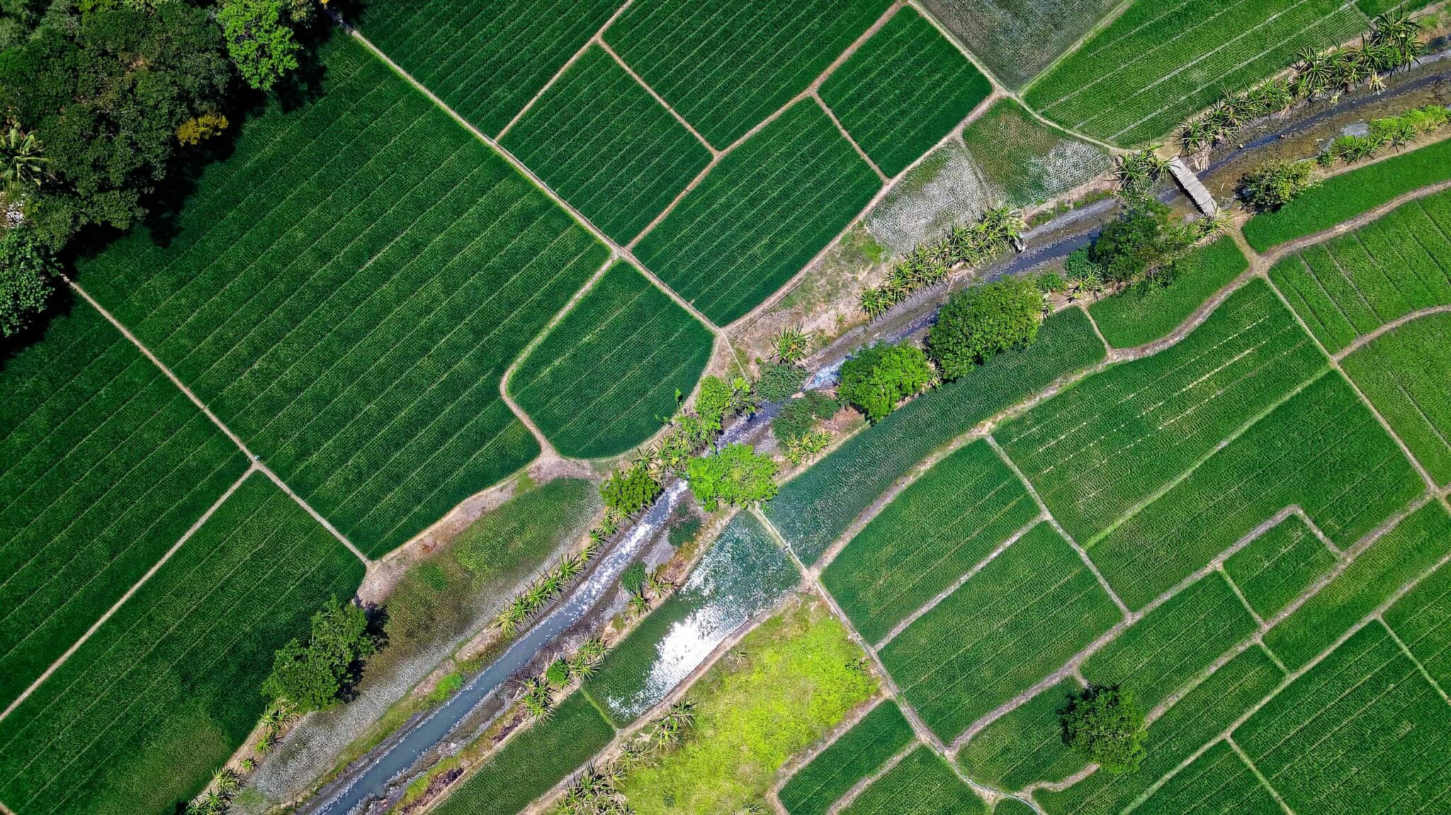 Biotecnología para la agricultura en Perú