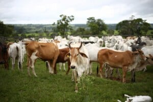 Uruguay will be the first South American nation to export carbon neutral meat later this month