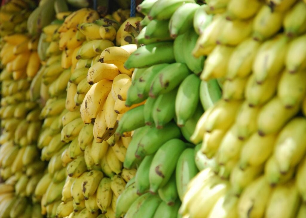 Exportaciones de Banano Ecuatoriano Incrementarán Biz Latin Hub