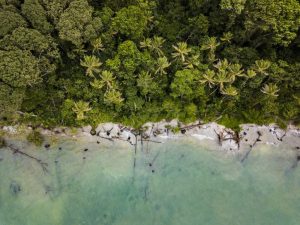 Vista aérea de un denso bosque tropical en transición a una playa de arena. Los árboles altos con un exuberante follaje verde dominan el bosque, mientras que la playa tiene rocas dispersas y madera flotante. El agua clara y tranquila de color turquesa se encuentra con la costa, un escenario idílico para quienes consideran un visado inversor en Costa Rica.